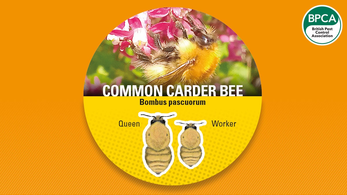 Bumblebee common carder Bumblebee common carder